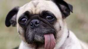 Pugs: prednosti in slabosti, lastniki